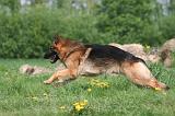 BERGER ALLEMAND 1436